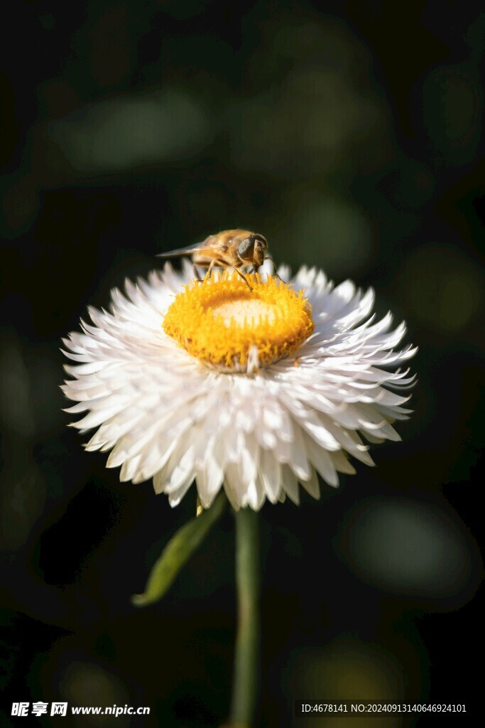 花与蜜蜂