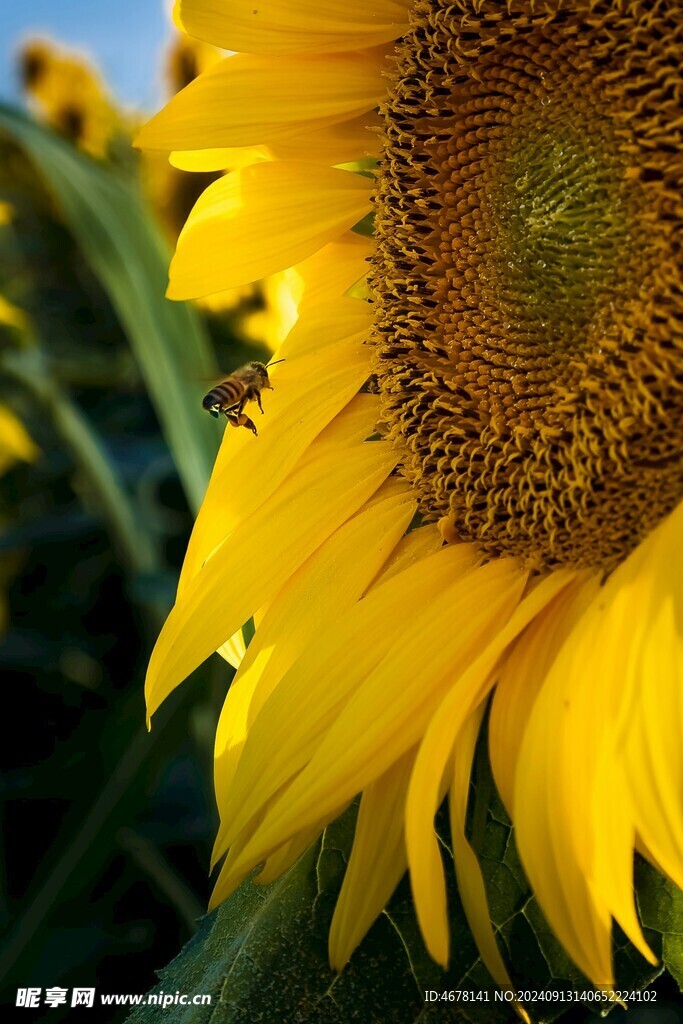 花与蜜蜂