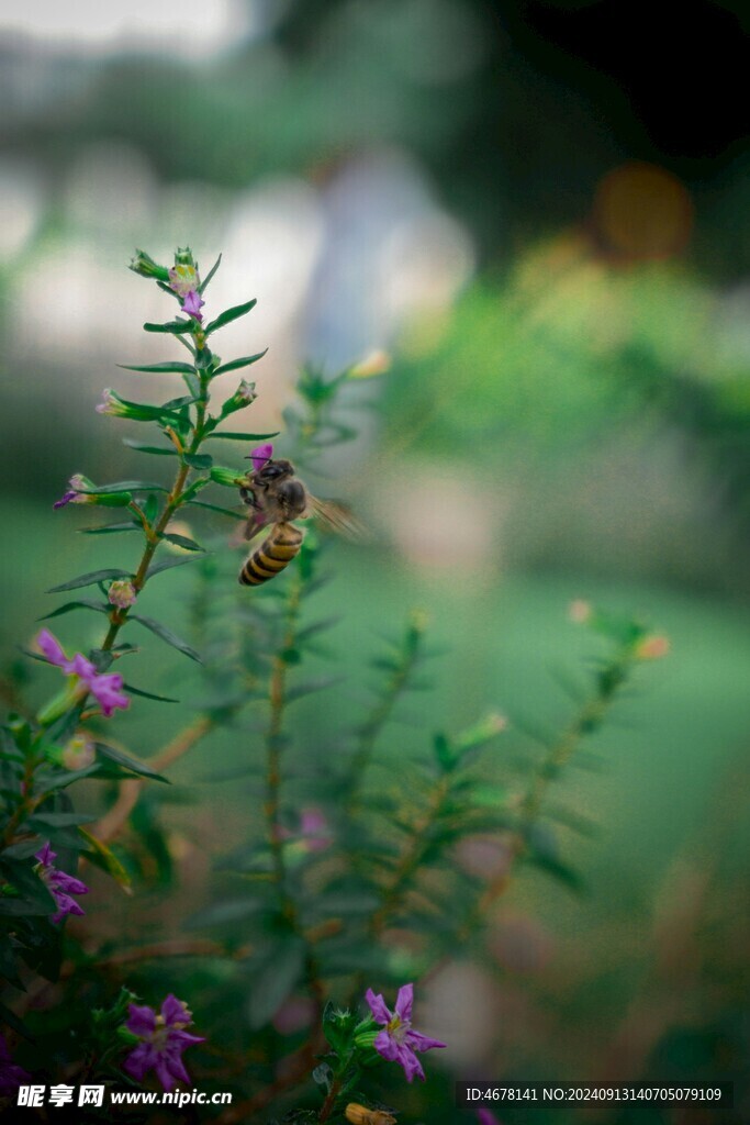 花与蜜蜂