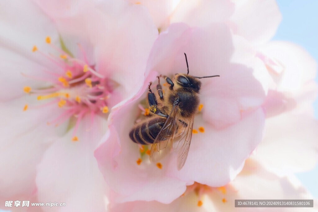 花与蜜蜂