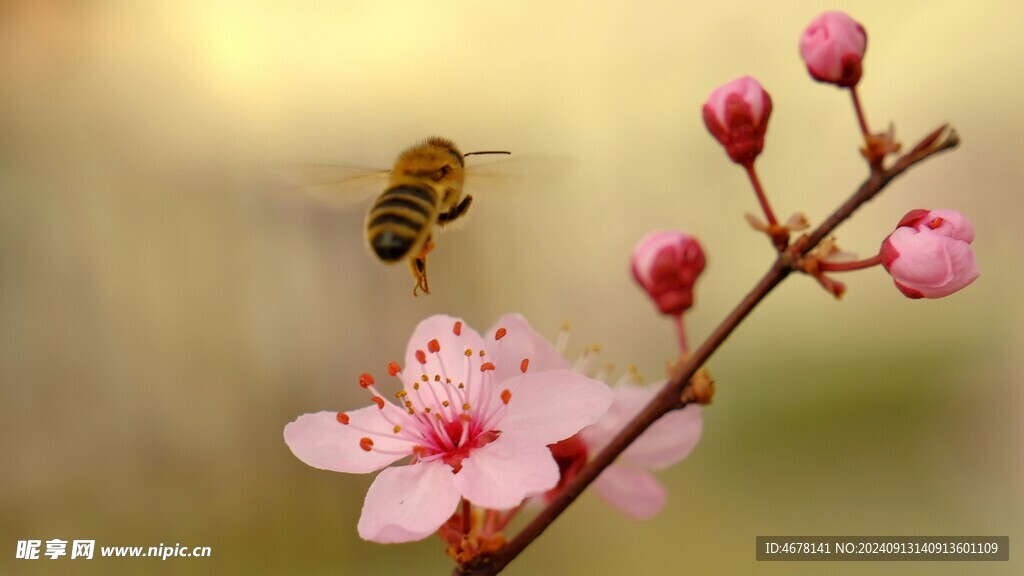 花与蜜蜂