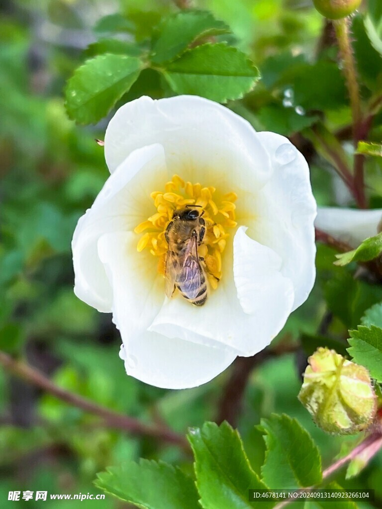 花与蜜蜂