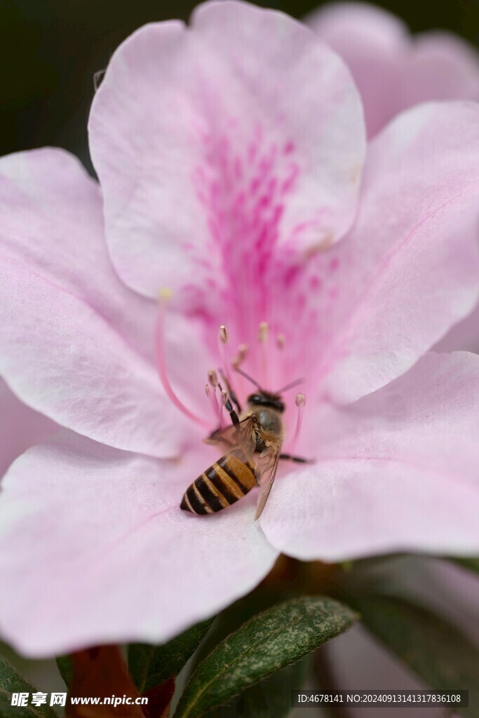花与蜜蜂