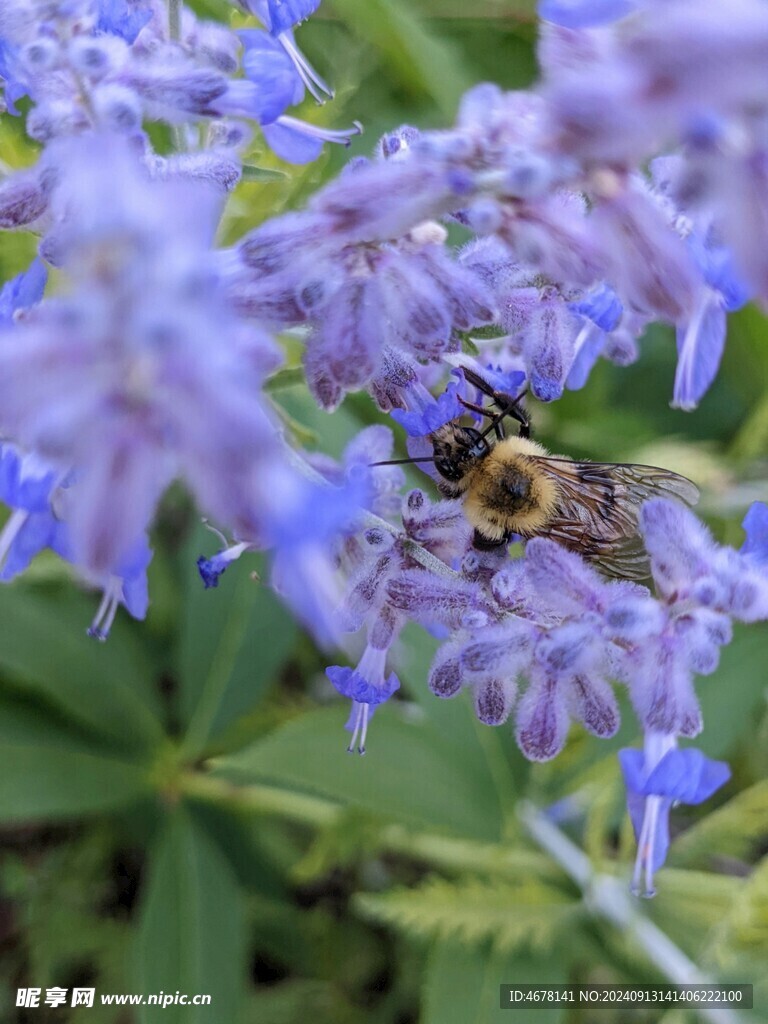 花与蜜蜂