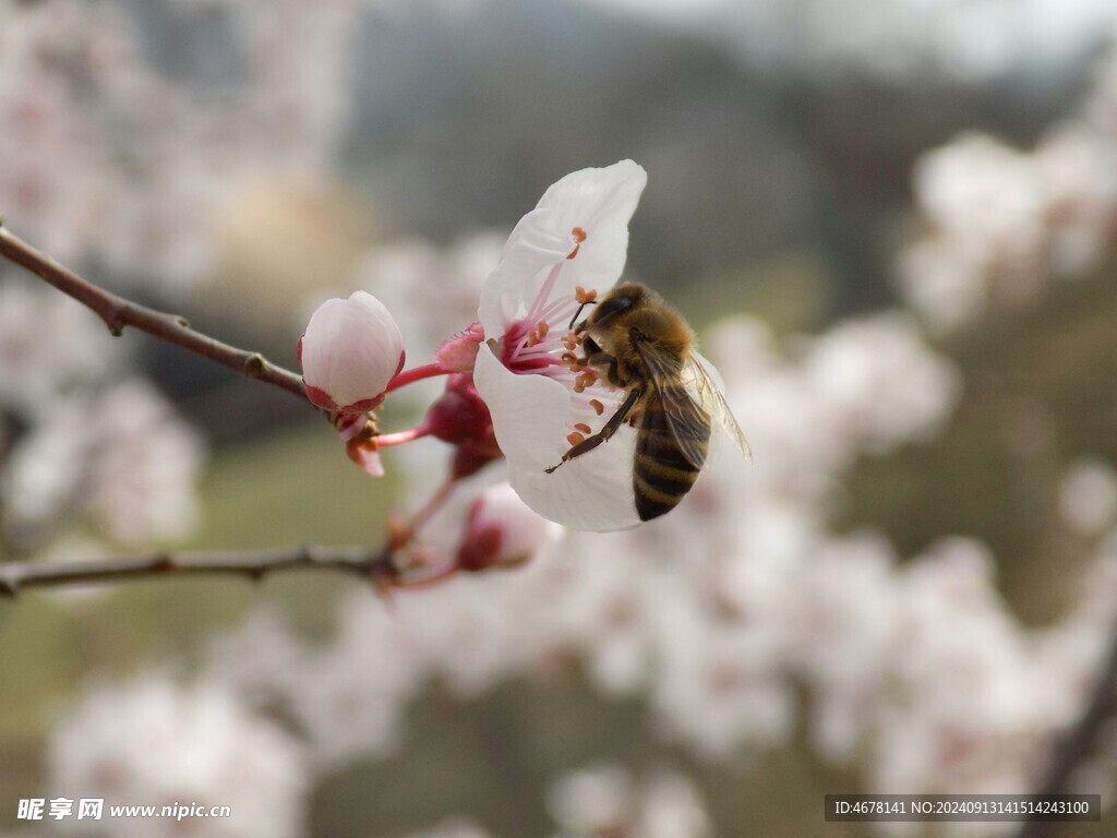 花与蜜蜂