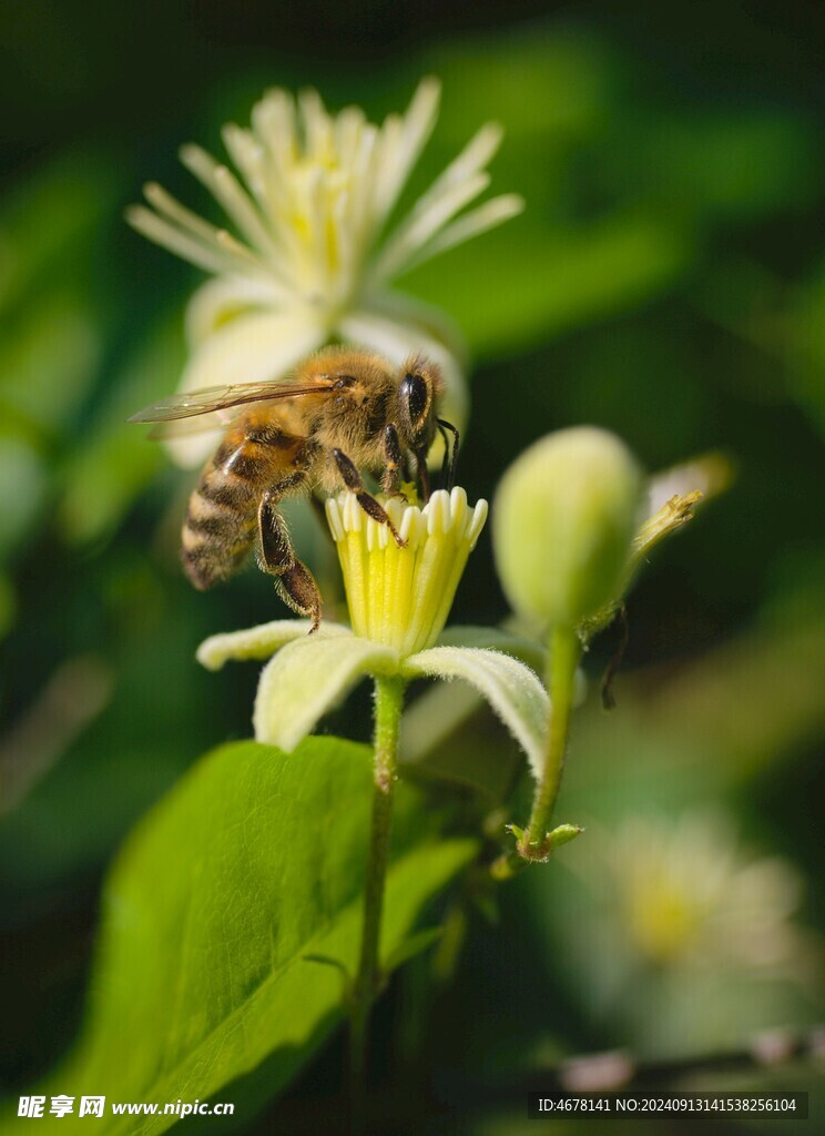 花与蜜蜂