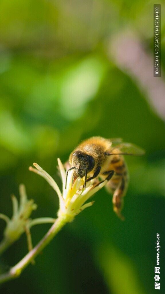 花与蜜蜂