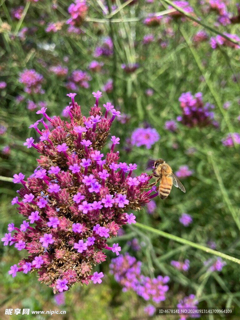 花与蜜蜂