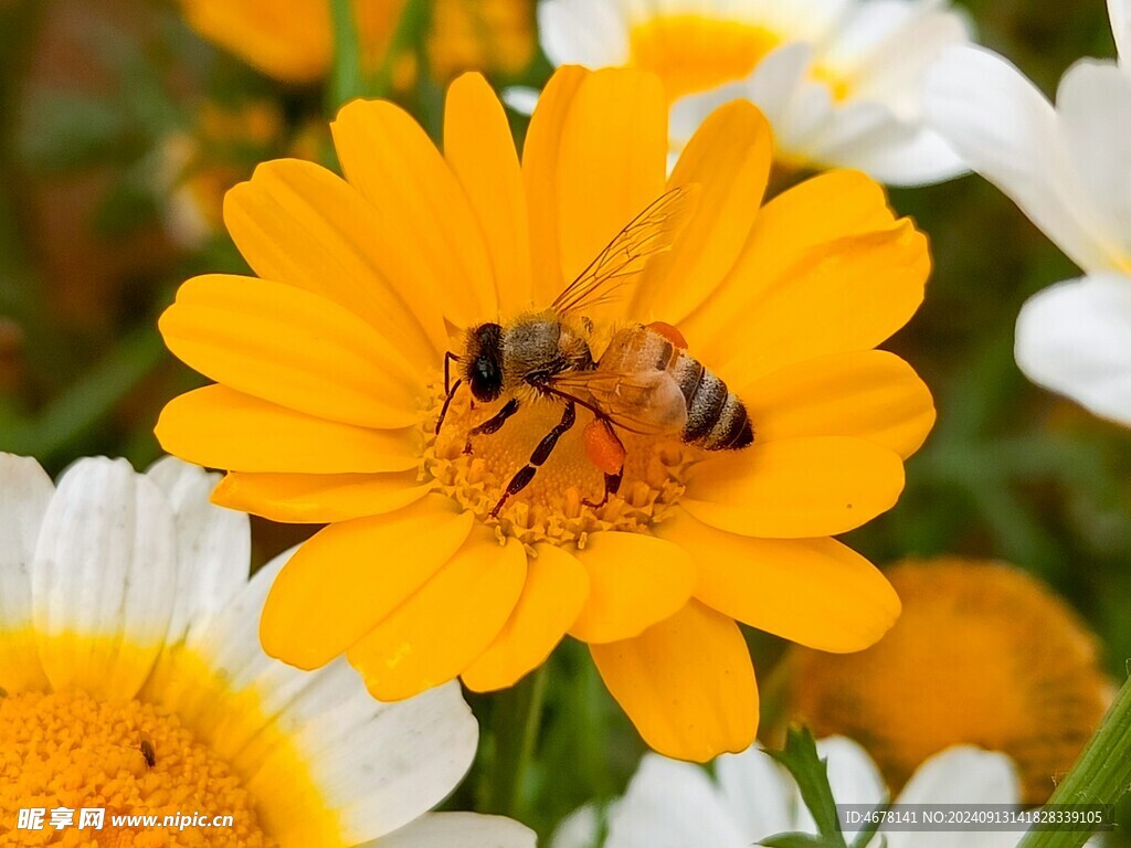 花与蜜蜂