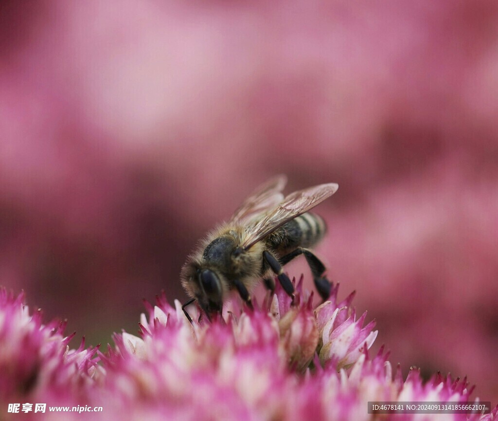 花与蜜蜂