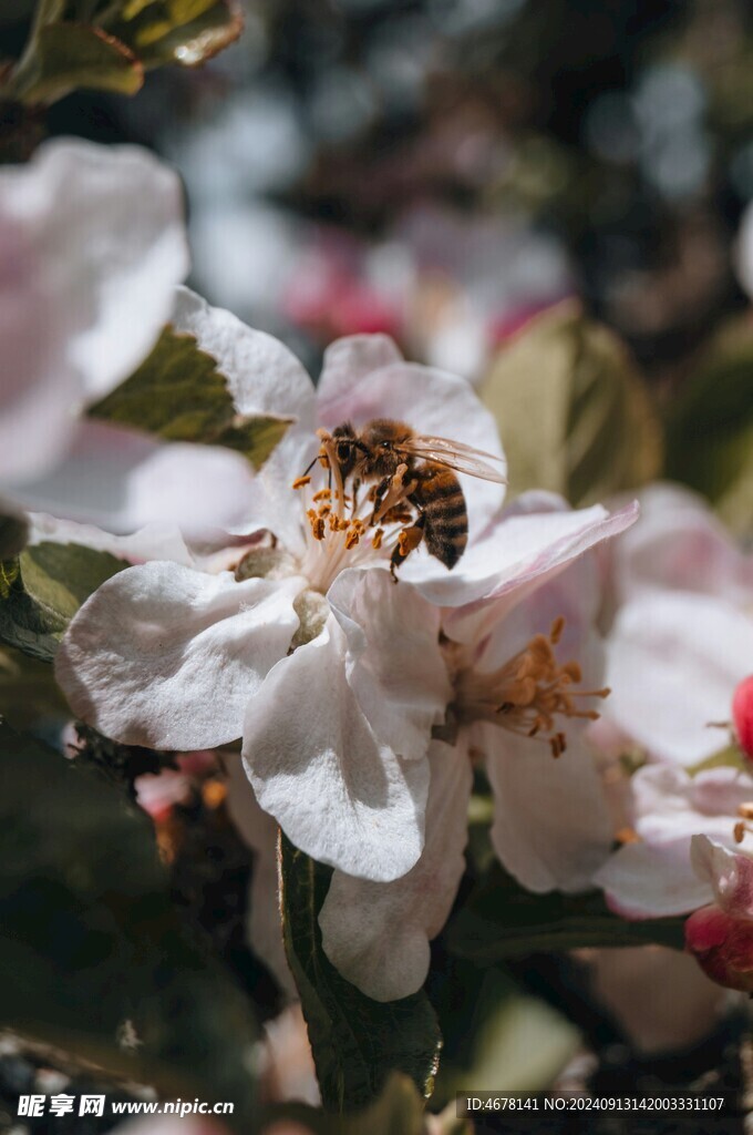 花与蜜蜂