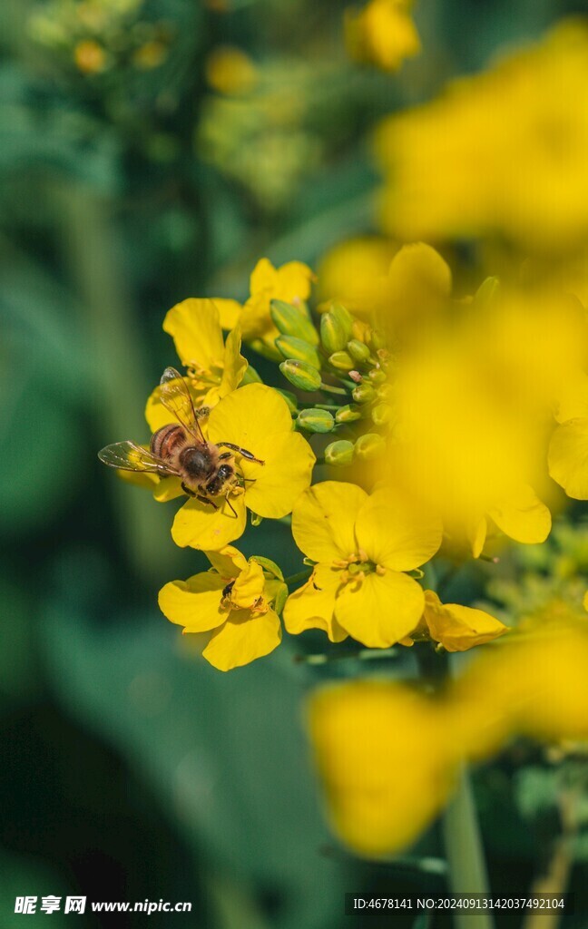 花与蜜蜂