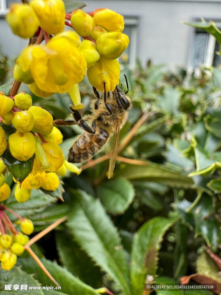 花与蜜蜂