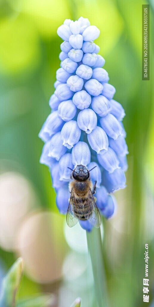 花与蜜蜂