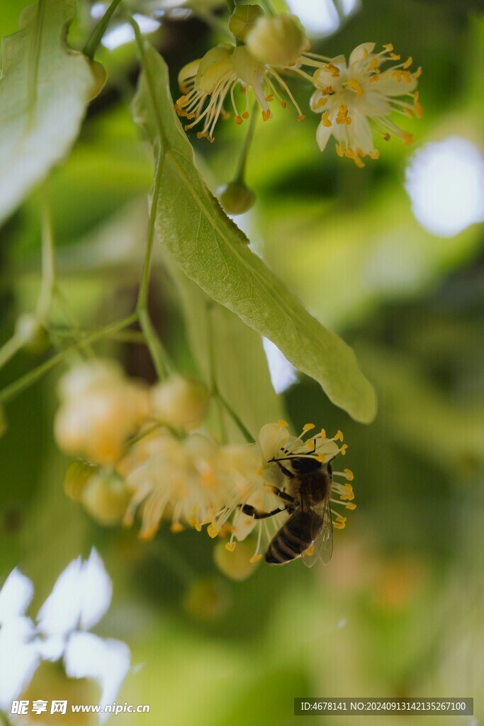 花与蜜蜂