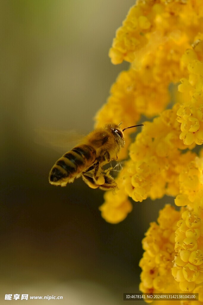 花与蜜蜂