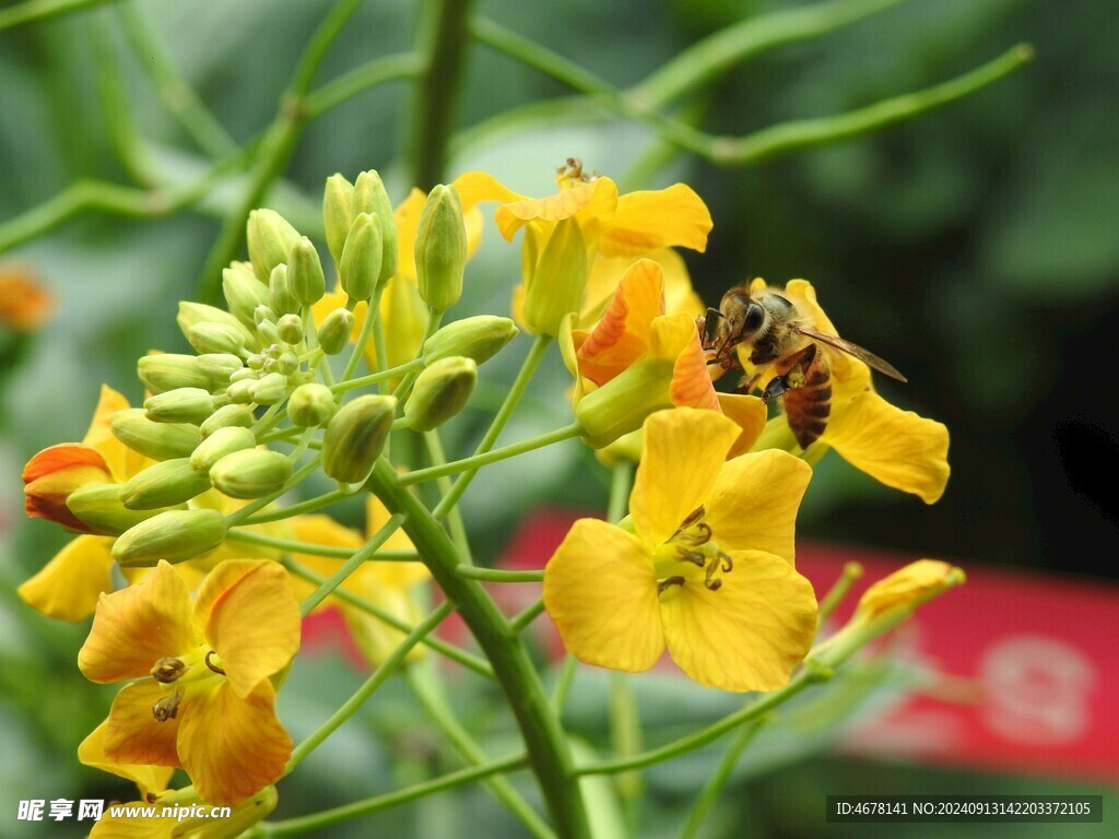 花与蜜蜂