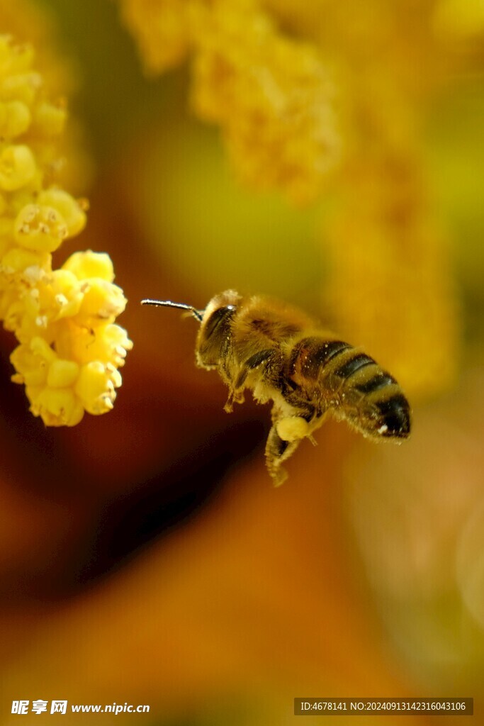 花与蜜蜂
