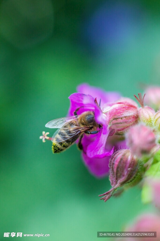 花与蜜蜂