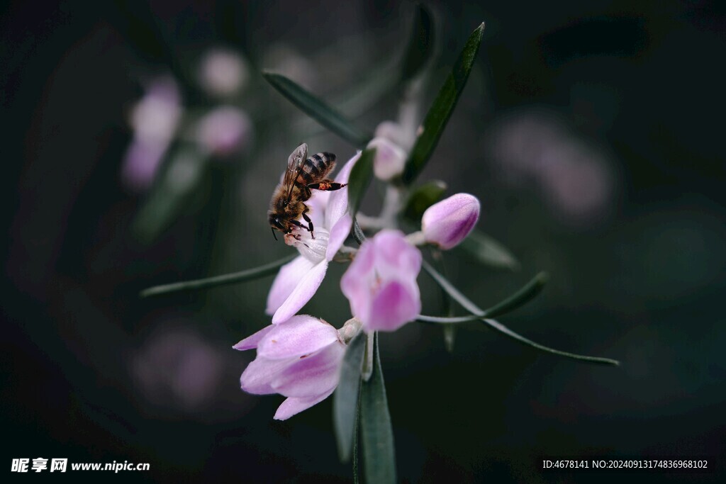 花与蜜蜂