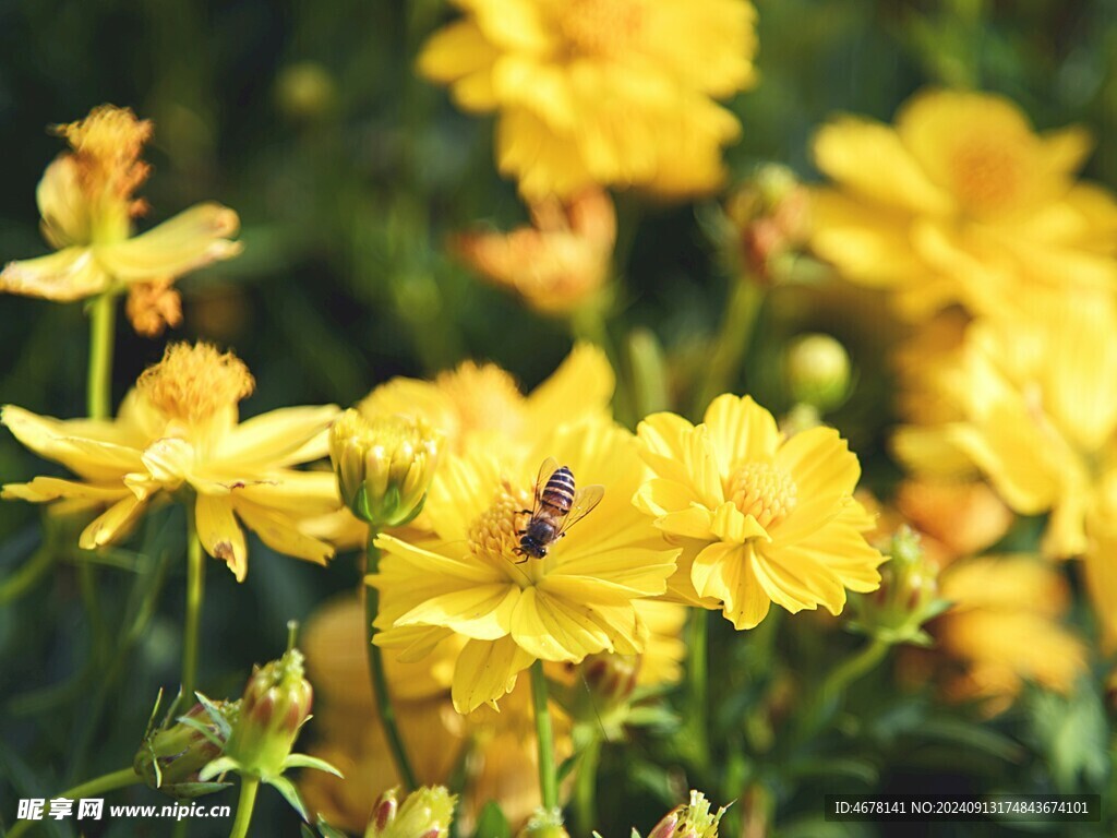 花与蜜蜂