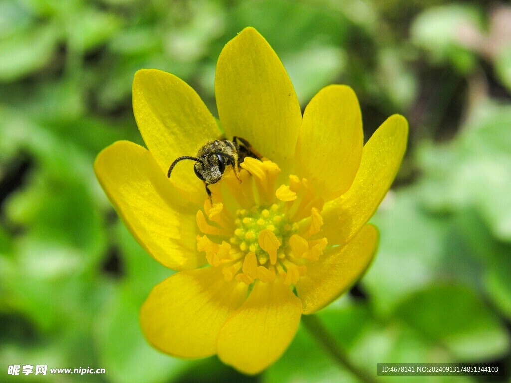 花与蜜蜂