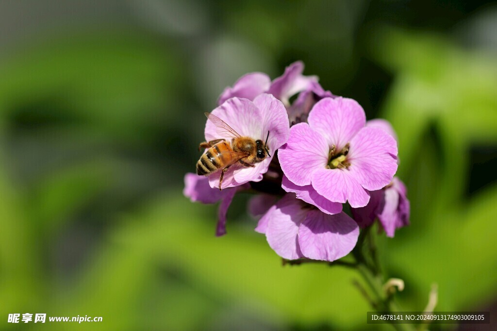 花与蜜蜂