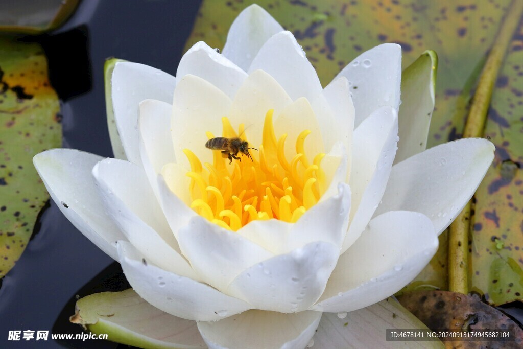 花与蜜蜂