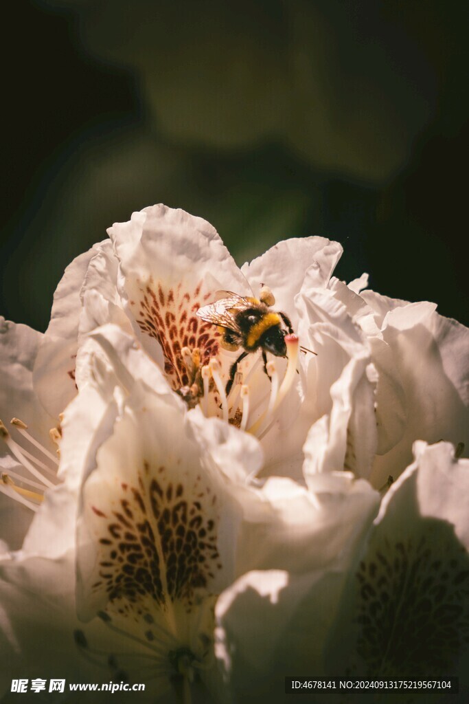 花与蜜蜂