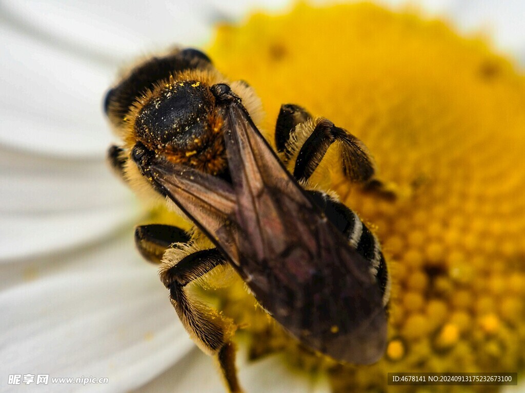 花与蜜蜂