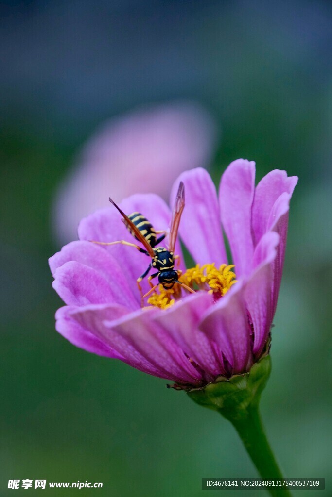 花与蜜蜂