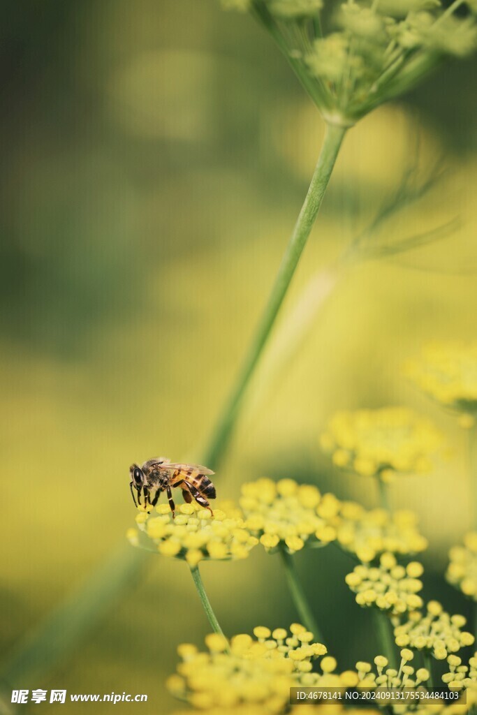 花与蜜蜂