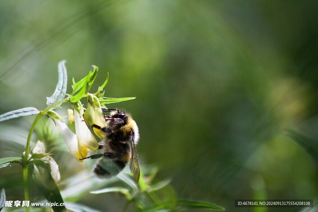 花与蜜蜂