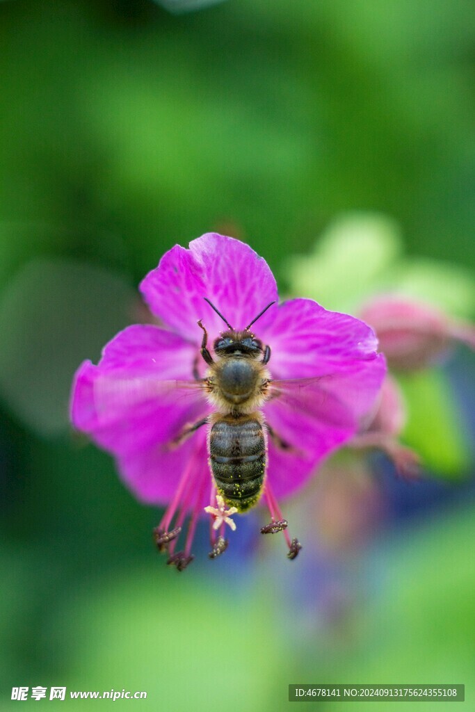 花与蜜蜂