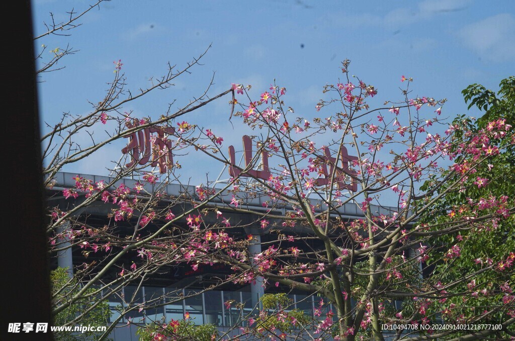 紫荆花