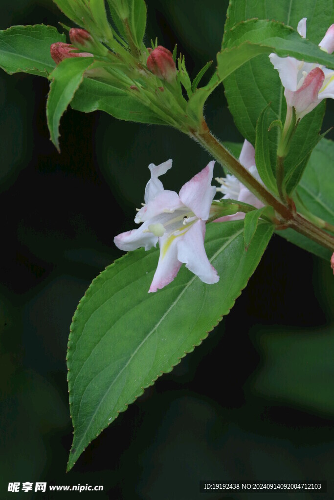 海仙花 