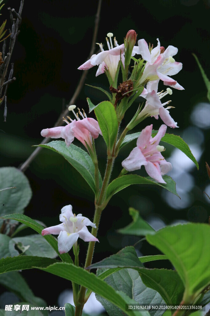 海仙花  