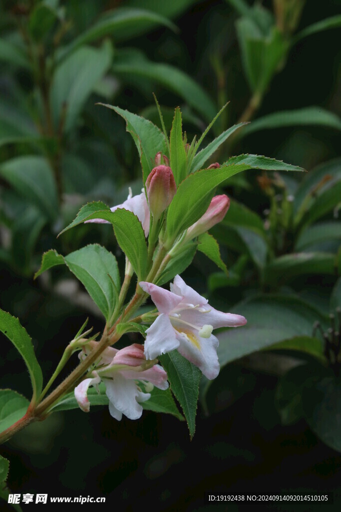 海仙花 