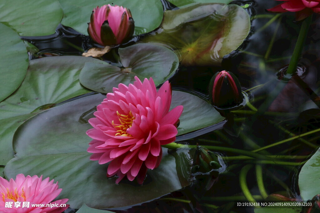 睡莲花 