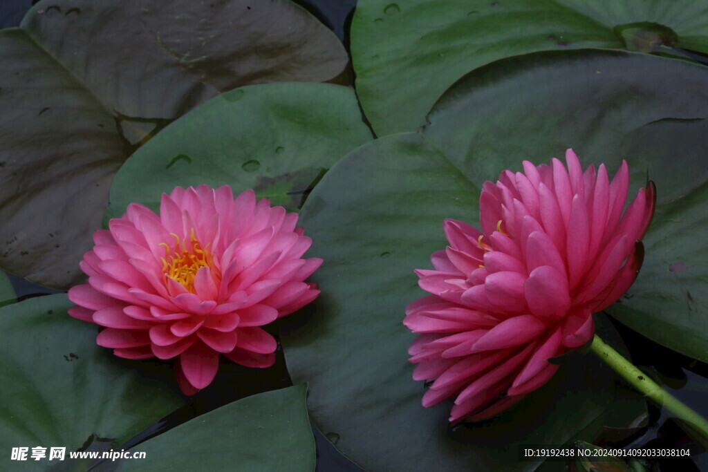 睡莲花  