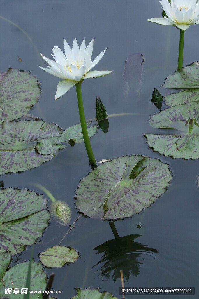 睡莲花 