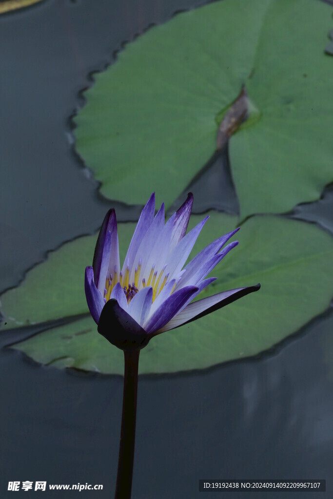 睡莲花  