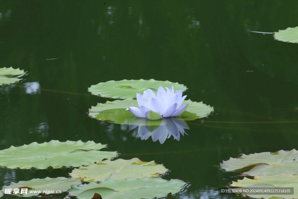 睡莲花 