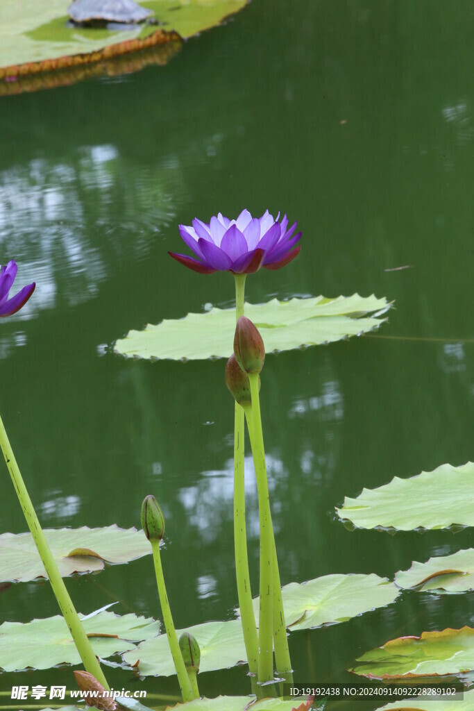 睡莲花 