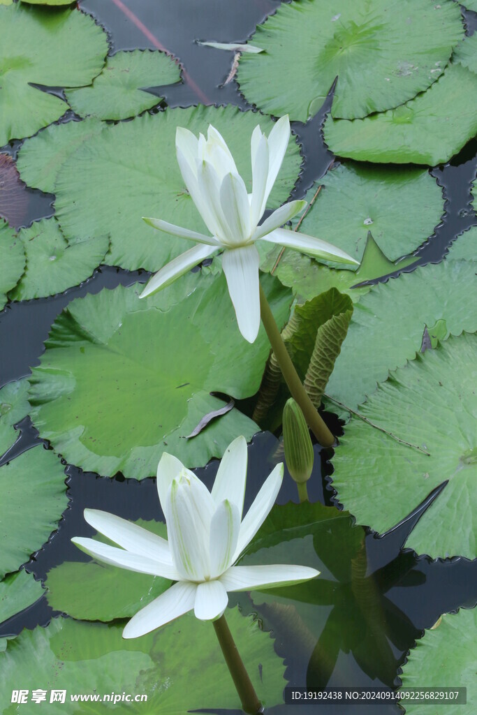 睡莲花 