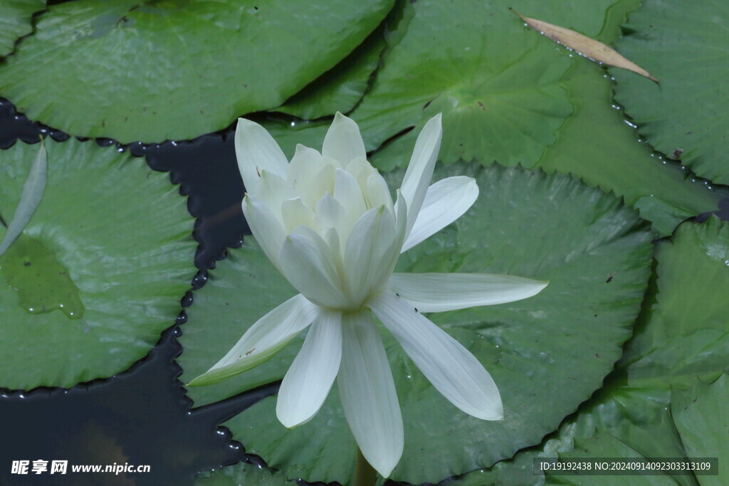 睡莲花  