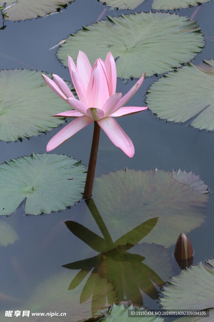 睡莲花 