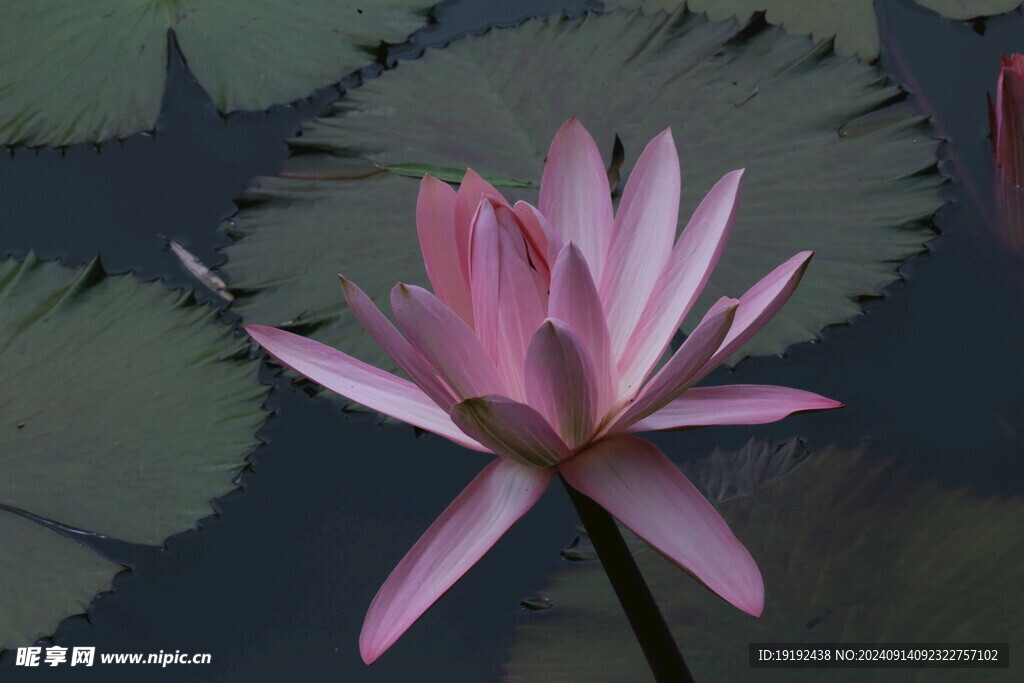 睡莲花  