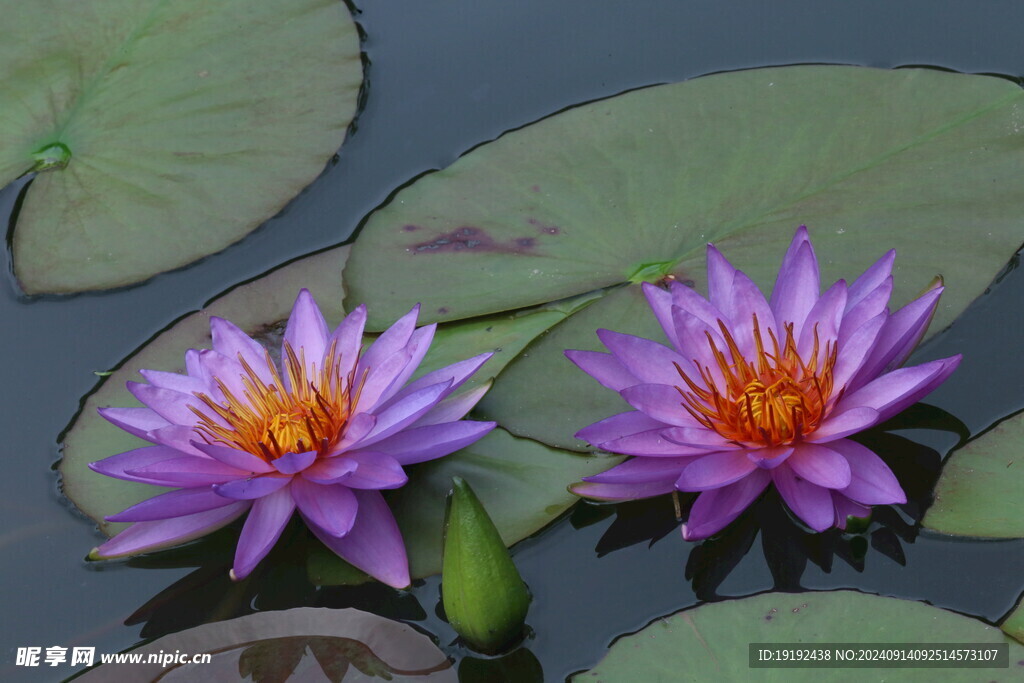 睡莲花  
