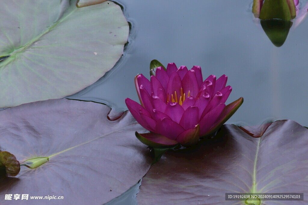 睡莲花  